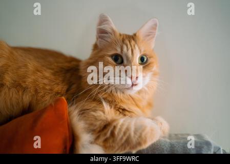 Orange-gefleckte Katze ruht drinnen, zeigt eine entzündete Läsion an Oberlippe und Nase, die auf eosinophiles Granulom, eine mögliche Allergie oder andere hautbezogene Gesundheitsprobleme hinweist, die für Katzen spezifisch sind Stockfoto