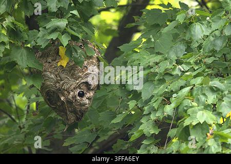 Ein kommerzielles Naturfoto, das ein massives, aufwendig geschichtetes Papiernest zeigt, das von einer Kolonie Glatzkopfhornissen (Dolichovespula maculata) gebaut wurde. Stockfoto
