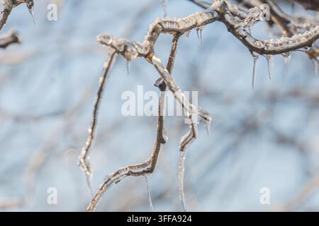 Nahaufnahme von frostigen Baumzweigen mit scharfen, kristallinen Eisformationen in gedämpften Grautönen, aufgenommen bei Tageslicht im Freien mit natürlichem Licht Stockfoto