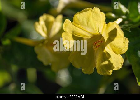 Nahaufnahme von leuchtend gelben Mirabilis-jalapa-Blüten, die in einem Nachtgarten blühen. Schönes peruanisches Wunder von Peru-Blüten unter sanftem natürlichem Sonnenlicht Stockfoto