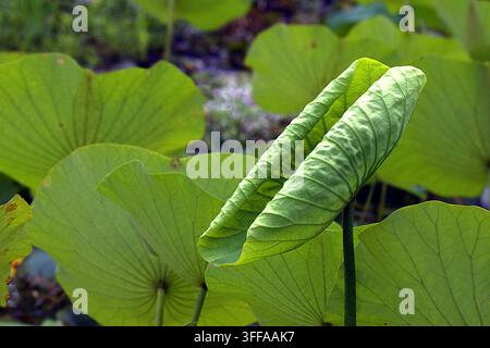 Eine Makrofotografie, die ein junges grünes Lotosblatt (Nelumbo) zeigt, das sich in einer ruhigen Teichumgebung wunderschön entfaltet. Stockfoto