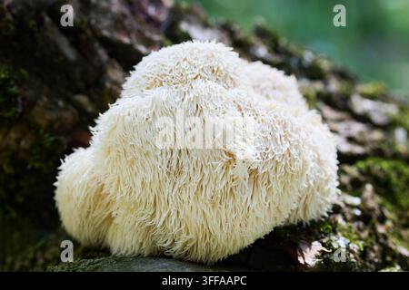 Löwenmähne-Pilz, der auf moosiger Baumrinde wächst Stockfoto