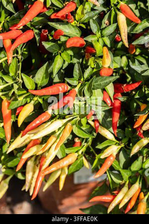 Biologische Chilischoten und Pflanzen im Angebot auf dem Chilli-Fest in Waddesdon Manor in Buckinghamshire Stockfoto