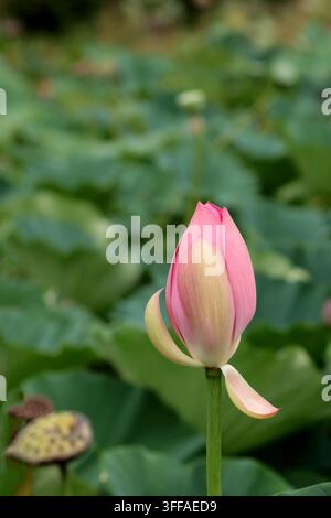 Ein atemberaubendes vertikales botanisches Foto, das eine zarte rosa und gelbe Lotusblüte zeigt, die aus einem ruhigen Teich emporwächst Stockfoto