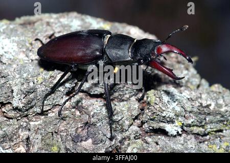 Jungenkäfer, großer Jungenkäfer, Cerf-Volant, Lucanus cervus, Hirschkäfer, szarvasbogár, Ungarn, Magyarország, Europa Stockfoto
