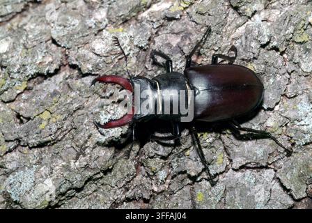Jungenkäfer, großer Jungenkäfer, Cerf-Volant, Lucanus cervus, Hirschkäfer, szarvasbogár, Ungarn, Magyarország, Europa Stockfoto