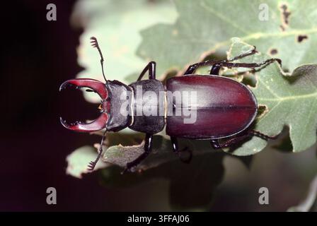 Jungenkäfer, großer Jungenkäfer, Cerf-Volant, Lucanus cervus, Hirschkäfer, szarvasbogár, Ungarn, Magyarország, Europa Stockfoto