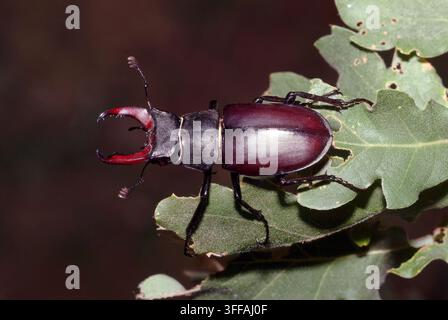 Jungenkäfer, großer Jungenkäfer, Cerf-Volant, Lucanus cervus, Hirschkäfer, szarvasbogár, Ungarn, Magyarország, Europa Stockfoto
