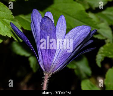 Balkan-Anemone-Blüte (Anemonoides blanda) Makro der Seitenansicht der Unterseite einer einzelnen lila-blauen britischen Wildblume vor blättrigem Hintergrund Stockfoto