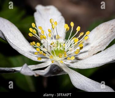 Holz-Anemone-Blüte (Anemonoides nemorosa) Makro einer einzelnen weißen britischen Wildblume mit extrem nahen Details von Stigmata, Antheren und Pollen Stockfoto
