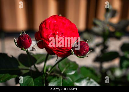 Eine leuchtend rote Rose öffnet sich neben zwei dunklen Knospen bei starkem Sonnenlicht. Samtige Blütenblätter, glänzende Grüntöne und scharfe Schatten drücken Romantik und klassischen Gartencharme aus Stockfoto