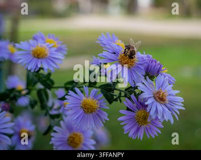 Honigbiene, die an einer lila Asterblüte in einem Garten füttert Stockfoto