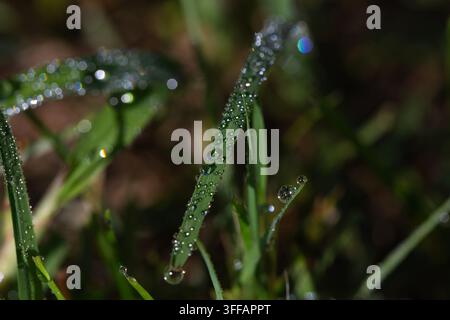 Makroaufnahme von lebendigen grünen Grashalmen, die mit zahlreichen Morgentautropfen bedeckt sind. Schöne frische Wassertropfen auf einer Rasenpflanze in einem Sommergarten unter Stockfoto