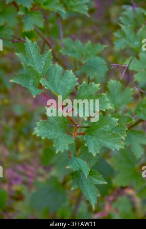 Diese Nahaufnahme zeigt ein lebendiges grünes Blatt mit zarten Rändern, zarten roten Adern und einer sanften Berührung. Der Hintergrund ist ein unscharfer Stockfoto