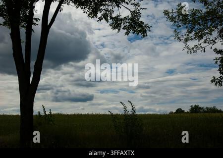 Grüne Wiese mit einer Baumsilhouette im Vordergrund unter einem blauen Himmel mit dichten weißen und grauen Wolken in der Sommerdämmerung. Stockfoto
