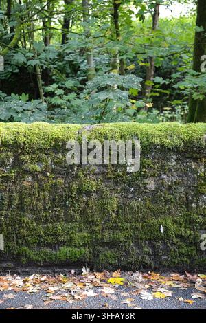 Alte Steinmauer, dicht bedeckt mit lebhaftem grünem Moos, mit herabgefallenen Herbstblättern auf der Straße darunter in Barrow Bridge, Bolton, Lancashire, UK. Stockfoto