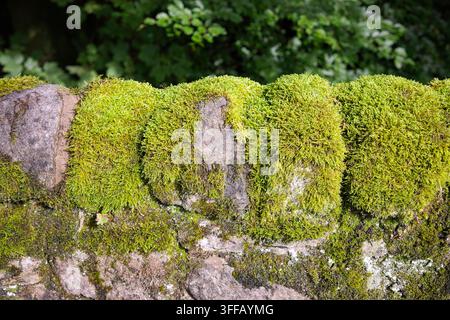 Detaillierte Nahaufnahme von üppigem grünem Moos, das über die rauen, strukturierten Steine einer alten Mauer in Barrow Bridge, Bolton, Lancashire, UK, wächst Stockfoto