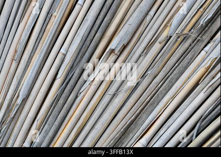 Nahaufnahme abstrakter Hintergrund aus trockenem Schilf oder Strohhalmen, diagonal angeordnet, natürliches Textur- und Musterkonzept. Stockfoto