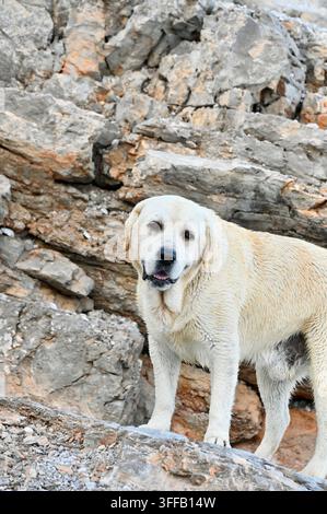 Nahaufnahme eines hellfarbenen Labrador Retrievers, der im Freien über ein felsiges Gelände läuft, mit Steinmauer-Hintergrund, Konzept für Haustiertravel und Abenteuer. Stockfoto
