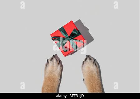 Hundepfoten schauen zu einer kleinen roten Geschenkschachtel mit einem grünen Band auf einem minimalistischen grauen Hintergrund. Konzept für ein Feiertags- oder Haustiergeschenk. Oberblick, Kopierraum. Stockfoto