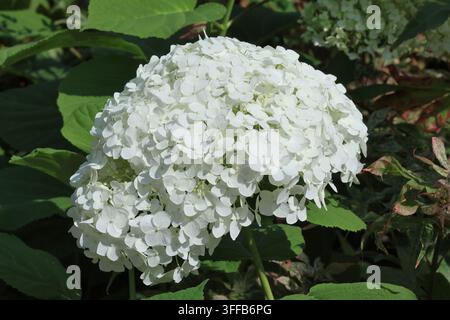 Hydrangea arborescens [Strong Annabelle] ('Abetwo'). Sehr großer, dicht gepackter, reinweißer Hortensienblütenkopf im Sommer. Stockfoto