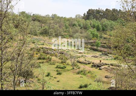 Grüne Landschaft des Sierra de Francia Gebirges in der Provinz Salamanca, Kastilien und León, Spanien Stockfoto