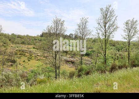 Grüne Landschaft des Sierra de Francia Gebirges in der Provinz Salamanca, Kastilien und León, Spanien Stockfoto