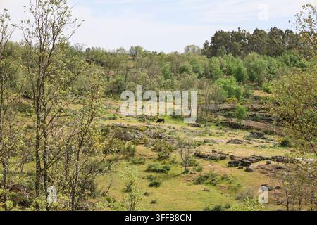 Grüne Landschaft des Sierra de Francia Gebirges in der Provinz Salamanca, Kastilien und León, Spanien Stockfoto