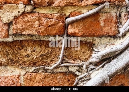 Nahaufnahme von getrockneten Baumwurzeln, die entlang der Mörtelfugen einer verwitterten, alten roten Backsteinmauer wachsen und eine raue Grunge-Textur bilden. Stockfoto