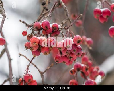 Gefrorene rote Äpfel mit Schnee bedeckt auf einem Ast auf einem verfärbten Hintergrund. Erster Schnee in der Stadt Stockfoto
