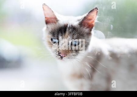 Nahaufnahme einer Siamkatze am Glasfenster mit Schneeflocken und nassen Flecken auf der Schnauze und den Barthaaren, blaue Augen blicken nach außen, weiches natürliches Winterlicht Stockfoto