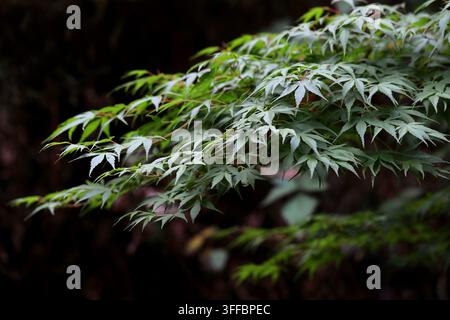 Japanischer Ahorn, Palmwedel-Ahorn oder Glatter Japanischer Ahorn, Acer palmatum "Katsura", Sapindaceae, Korea, Japan, China, Mongolei und Russland. Stockfoto