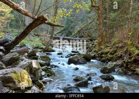 Stämme alter Bäume über dem felsigen Bett eines kleinen Gong-Flusses, der durch den Morgenwald im Herbst fließt. Tevenek-Fluss, Altai, Sibirien, Russland. Stockfoto