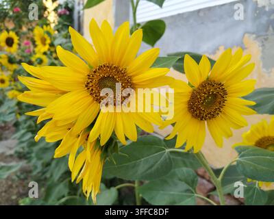 Nahaufnahme der Vorderseite von zwei jungen gelben Sonnenblumen, die mit lebhaften grünen Mittelblüten gegen eine rustikale ockerfarbene Wand blühen. Stockfoto