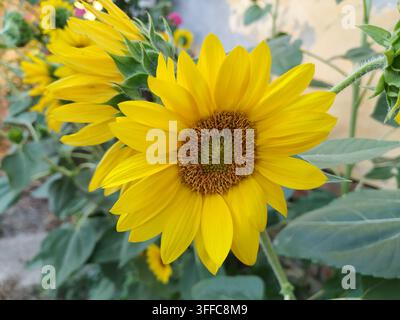 Nahaufnahme einer jungen gelben Sonnenblume, die mit einem frischen grünen Mittelblütenstand in einem sonnigen Garten blüht. Stockfoto