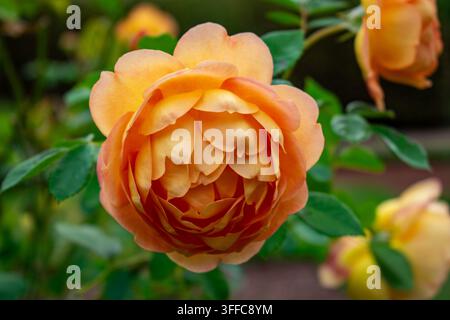 Nahaufnahme einer schönen orangefarbenen und aprikosenfarbenen Rose in voller Blüte, umgeben von grünem Laub in einem Sommergarten. Stockfoto