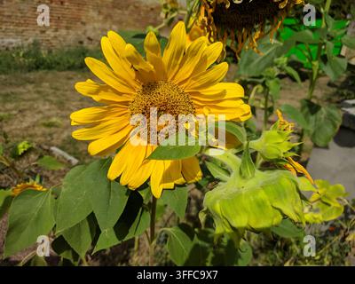 Nahaufnahme einer gelben Sonnenblume, die in verschiedenen Wachstums- und Welkungsstadien vor einer rustikalen alten Ziegelmauer blüht. Stockfoto
