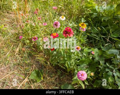 Hohe Blickwinkelansicht eines rustikalen Gartenbeets, gefüllt mit einer Reihe farbenfroher rosa, roter und magentaroter Zinnia elegans-Blumen. Stockfoto