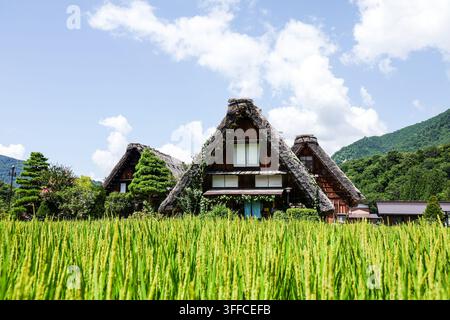 Steile Strohdächer von Gasshō-zukuri-Bauernhäusern erheben sich hinter einem grünen Reisfeld in Shirakawa-go, Gifu, Japan, mit einem bewaldeten Berg im Hintergrund unter einem blauen Himmel. Stockfoto
