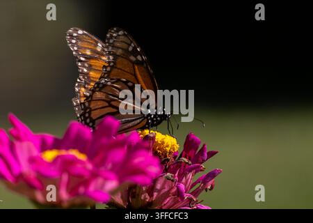 Schöner Monarch auf einer hellrosa Blume mit verschwommenem Hintergrund Stockfoto