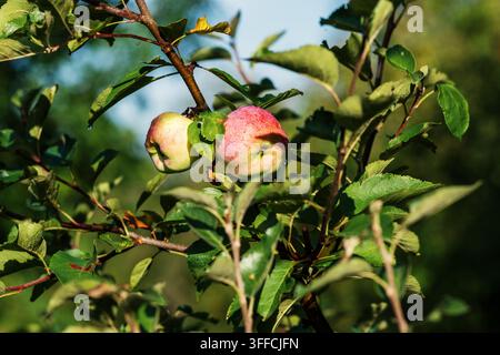 Zwei reife Äpfel mit Wassertropfen, die an einem belaubten Ast in Sonnenlicht wachsen, geeignet für Obstgarten, Landwirtschaft, gesunde Nahrung, Gartenbau, Ernte, a Stockfoto