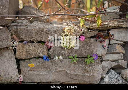 Kleine Blumen und Blätter, die in den Lücken einer rustikalen Natursteinmauer mit warmer Hintergrundbeleuchtung angeordnet sind Stockfoto