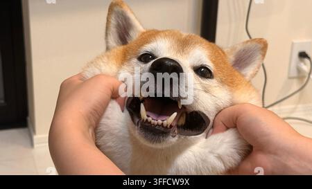 Nahaufnahme-Porträt eines Shiba-Inu-Hundes, dessen Wangen sanft von menschlichen Händen gedrückt werden. Stockfoto