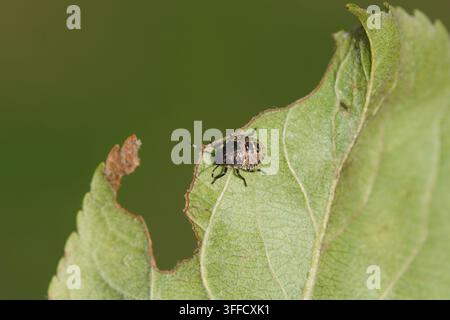 Nymphe eines gesprenkelten Schildkäfers (Rhaphigaster nebulosa) auf einer Eichenblatt. Familie Pentatomidae. September. Niederlande Stockfoto