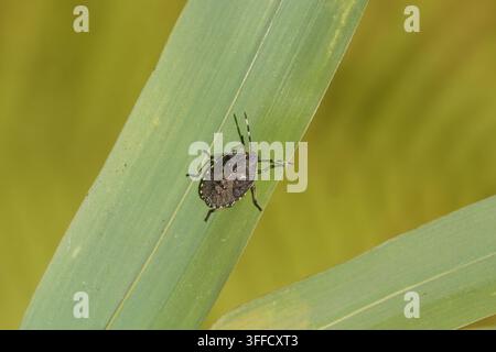 Nymphe eines gesprenkelten Schildlästers (Rhaphigaster nebulosa) auf einem Bambusblatt. Familie Pentatomidae. September. Niederlande Stockfoto