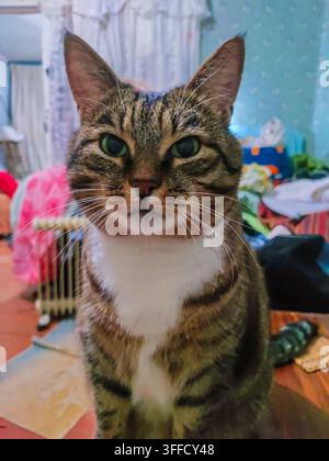 Eine dunkelbraune Katze mit schwarzen Streifen und grünen Augen sitzt auf einem Tisch und schaut in die Kamera. Decken, Kissen und Tapeten sind im Hintergrund. Stockfoto