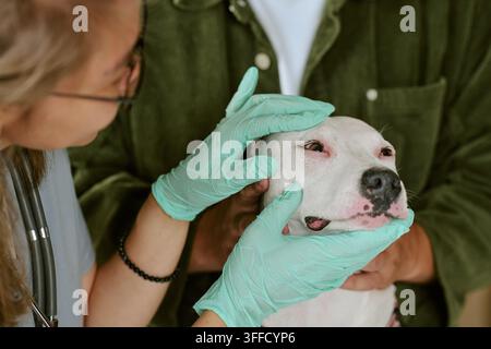Tierärztin untersucht das Auge eines Hundes während der medizinischen Untersuchung Stockfoto