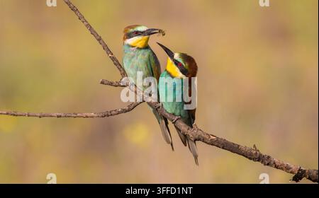 Europäischer Bienenfresser, Merops apiaster. An einem frühen sonnigen Morgen sitzen zwei Vögel auf einem Ast. Einer hält in seinem Schnabel eine Biene, der zweite schaut sie an Stockfoto