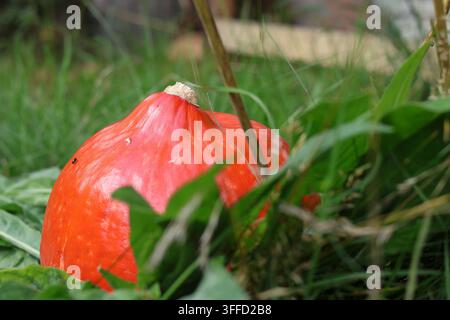 Helloranger Kürbis, der natürlich zwischen grünem Gras und Laub in einem Garten wächst Stockfoto