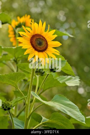 Lebendiges Sonnenblumenfeld in voller Blüte, hellgelbe Blüten über eine sonnige Sommerlandschaft Stockfoto